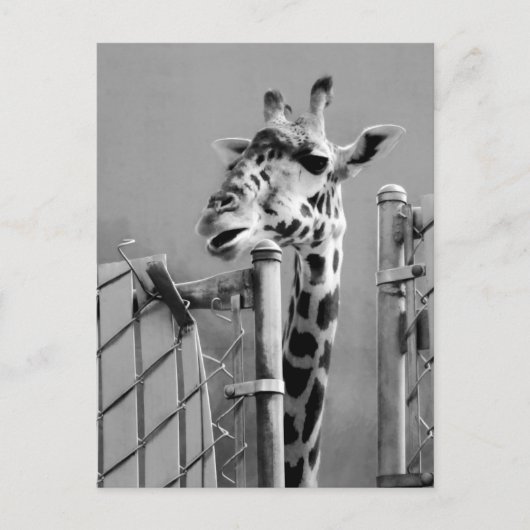 Foto Giraffe portret Briefkaart (Voorkant)