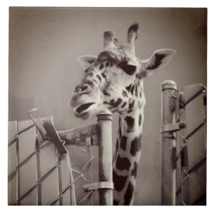 Foto Giraffe - stijl Tegeltje