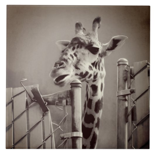 Foto Giraffe - stijl Tegeltje (Voorkant)