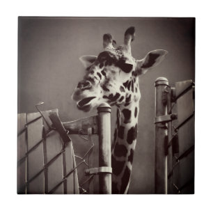 Foto Giraffe -  stijl Tegeltje