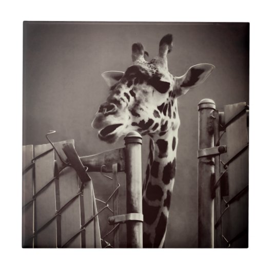 Foto Giraffe -  stijl Tegeltje (Voorkant)