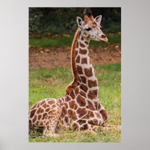 Foto Giraffe Wildlife Animal Poster