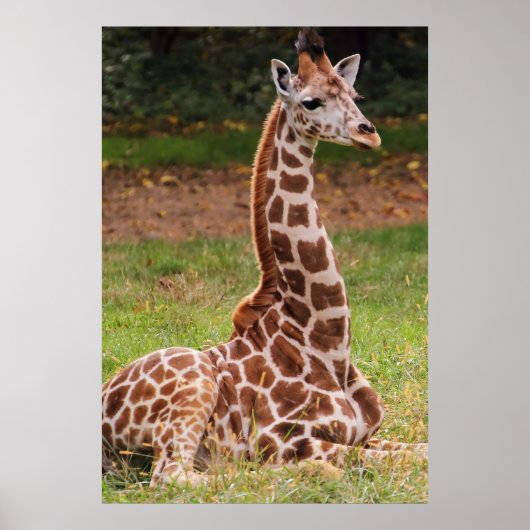 Foto Giraffe Wildlife Animal Poster (Voorkant)