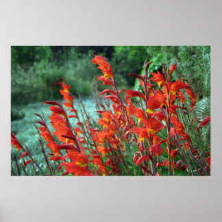 Foto Gladioli Flowers Poster