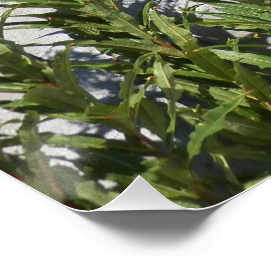 Foto Glossy van Rainier en Wildflower Perfect Poster (Hoek)