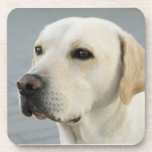 Foto Golden Labrador Retriever Bier Onderzetter