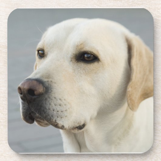 Foto Golden Labrador Retriever Bier Onderzetter (Voorkant)