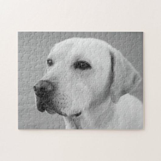 Foto Golden Labrador Retriever | BW Legpuzzel (Horizontaal)