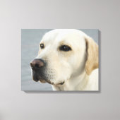 Foto Golden Labrador Retriever Canvas Afdruk (Voorkant)