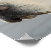 Foto Golden Labrador Retriever Poster (Hoek)