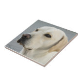 Foto Golden Labrador Retriever Tegeltje (Zijkant)