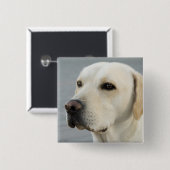Foto Golden Labrador Retriever Vierkante Button 5,1 Cm (Voorkant /achterkant)