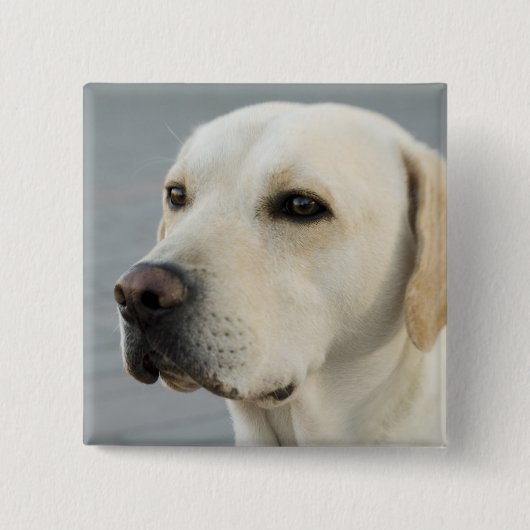 Foto Golden Labrador Retriever Vierkante Button 5,1 Cm (Voorkant)