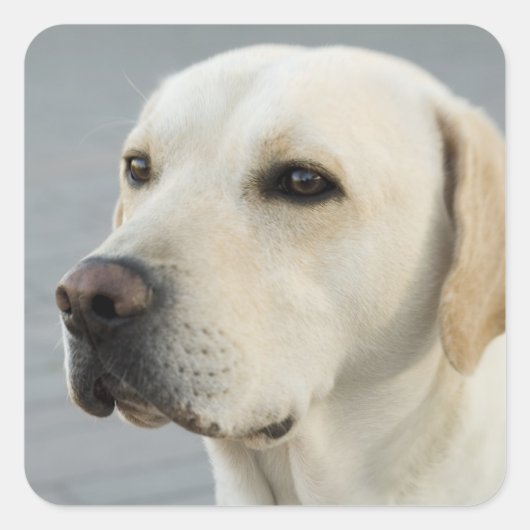 Foto Golden Labrador Retriever Vierkante Sticker (Voorkant)