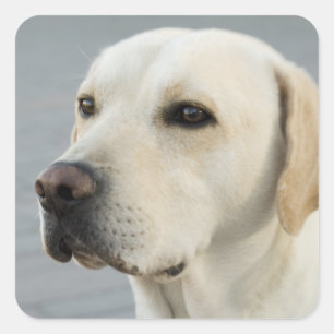 Foto Golden Labrador Retriever Vierkante Sticker