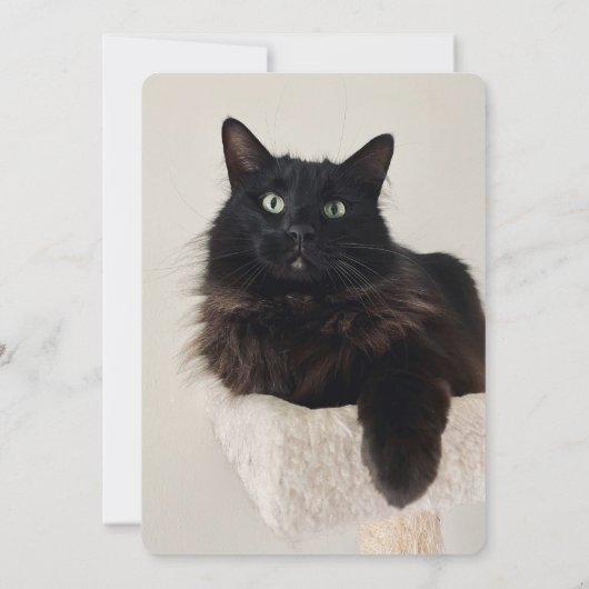 Foto Grappig Zwarte Kat Verjaardag Bedankt Card Kaart (Achterkant)