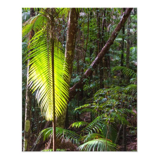 foto groene regenwoud Australië Afdruk (Voorkant)