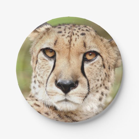 Foto guepard, cat. papier bord (Voorkant)