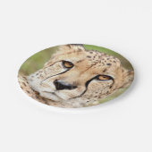 Foto guepard, cat. papier bord (Gekanteld)