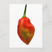 Foto Habanero Single Pepper Briefkaart (Voorkant)