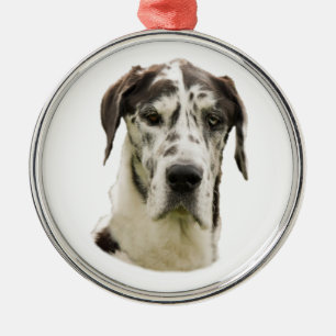 Foto Harlequin Great Dane Metalen Ornament