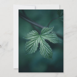 Foto Hop Humulus Leaf natuur Feestdagenkaart