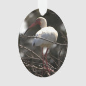 Foto Ibis Bird Ornament (voorkant)
