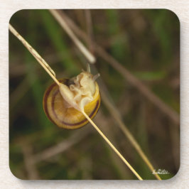 foto insekt in schelp bier onderzetter