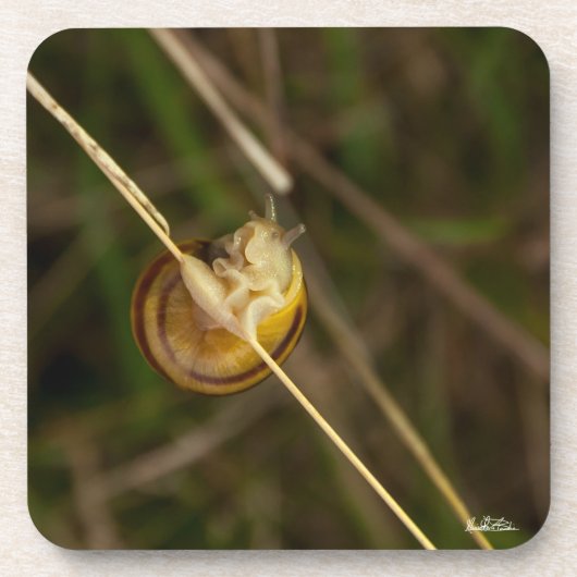 foto insekt in schelp bier onderzetter (Voorkant)