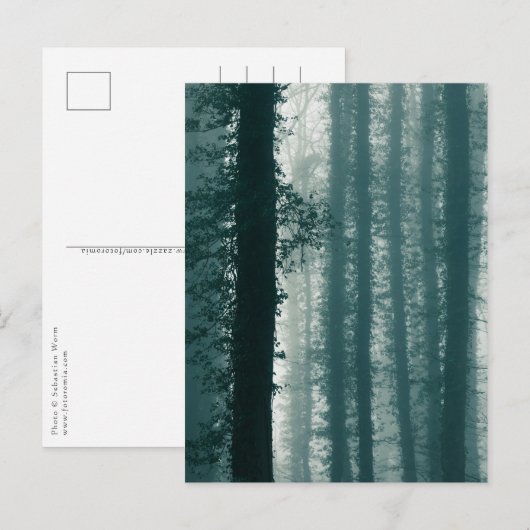 Foto Ivy Forest Natuur Briefkaart (Voorkant / Achterkant)