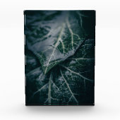 Foto Ivy Natuur (Voorkant)