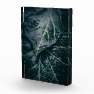 Foto Ivy Natuur