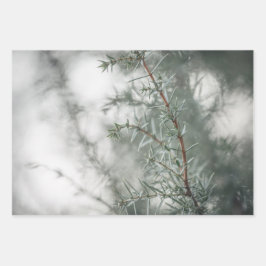 Foto Juniper Natuur Inpakpapier Vel