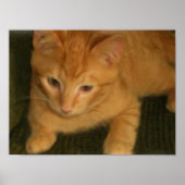 Foto kat afdrukken poster (Voorkant)
