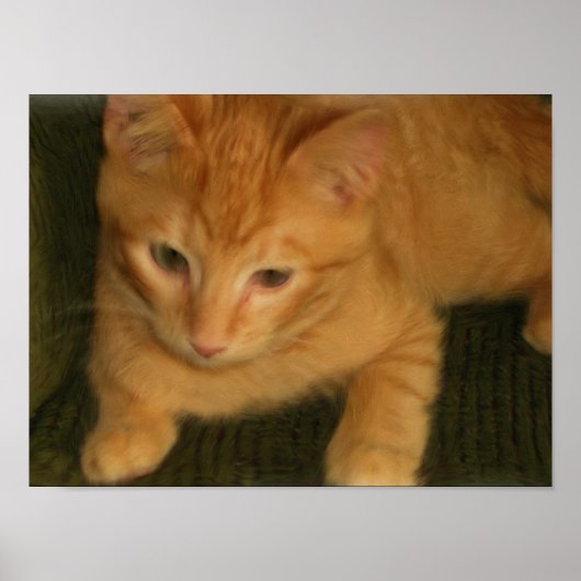 Foto kat afdrukken poster (Voorkant)