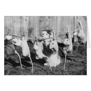 foto - Kat die de ratten naar de droger tilt