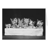  foto - Kittens met thee , (Voorkant Horizontaal)