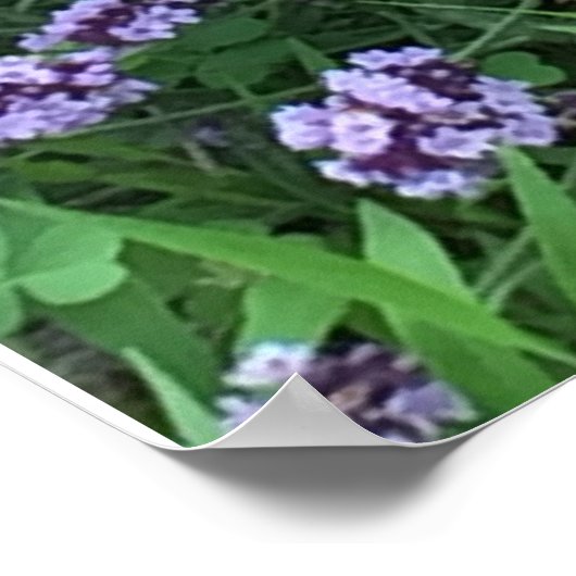 Foto Lavender Flowers Poster (Hoek)