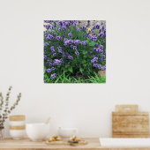 Foto Lavender Flowers Poster (Keuken)