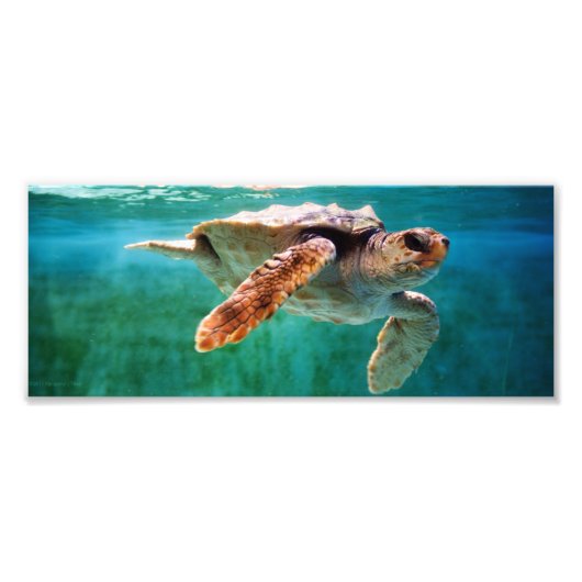Foto Loggerhead #2 Afdruk (Voorkant)
