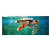 Foto Loggerhead #2 Foto Afdruk (Voorkant)