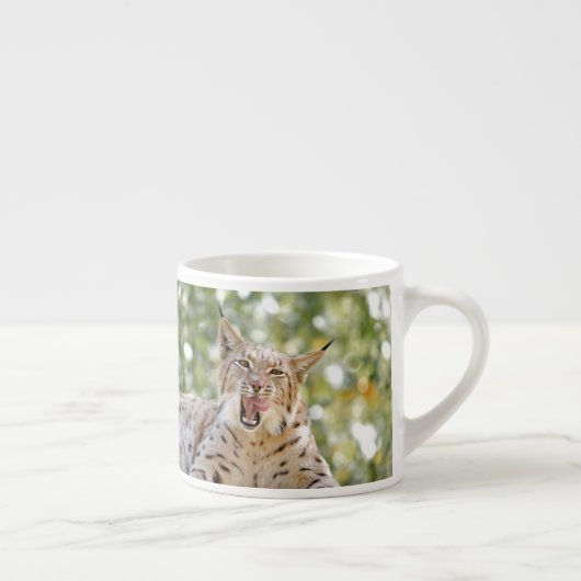 Foto lynx, kat, dieren . espresso cup espresso kop (Rechts)