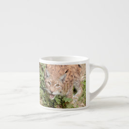 Foto lynx, kat, dieren . espresso cup espresso kop