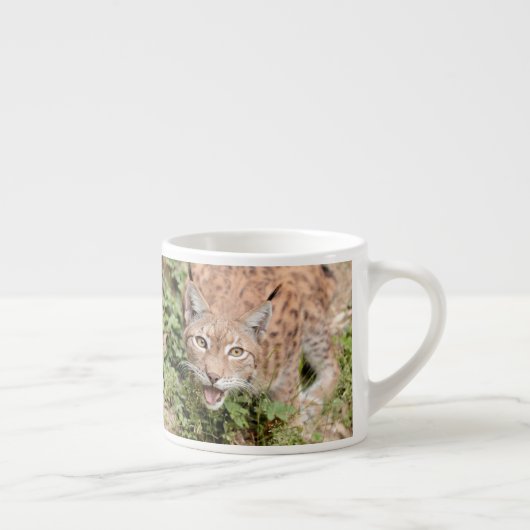 Foto lynx, kat, dieren . espresso cup kop (Rechts)
