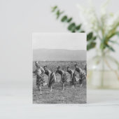 Foto Maori War Dance Briefkaart (Staand voorkant)