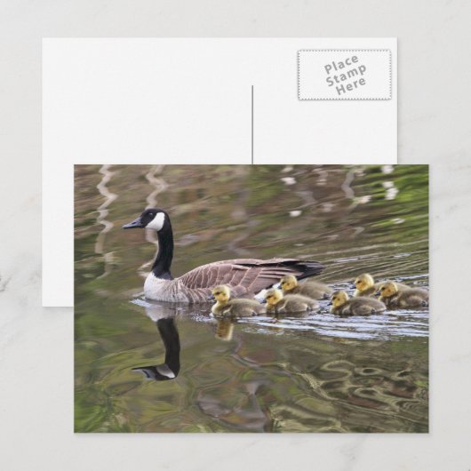 Foto Moeder Goose en Baby Geese Briefkaart (Voorkant / Achterkant)
