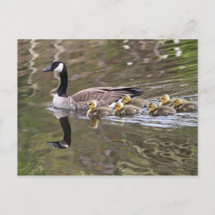 Foto Moeder Goose en Baby Geese Briefkaart