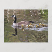 Foto Moeder Goose en Baby Geese Briefkaart (Voorkant)