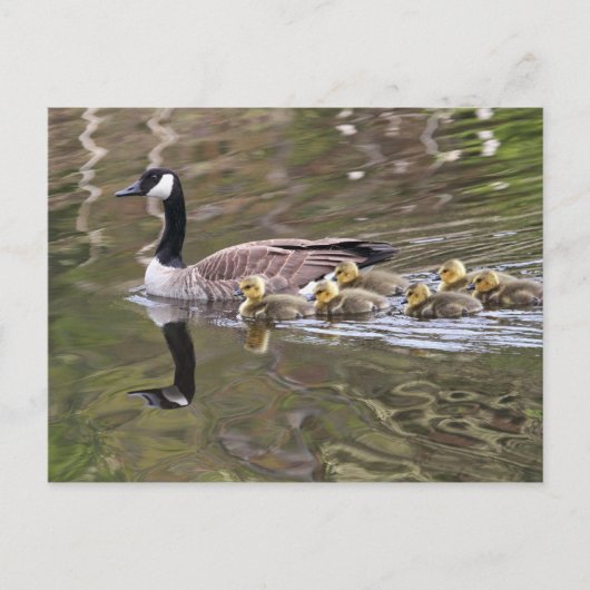 Foto Moeder Goose en Baby Geese Briefkaart (Voorkant)