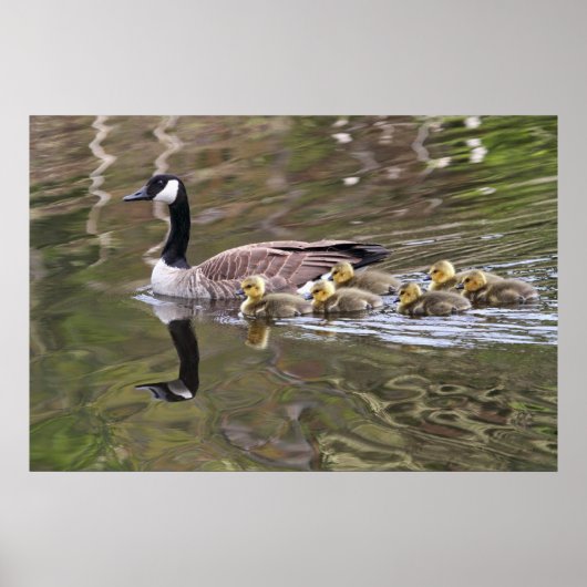 Foto Moeder Goose en Baby Geese Poster (Voorkant)
